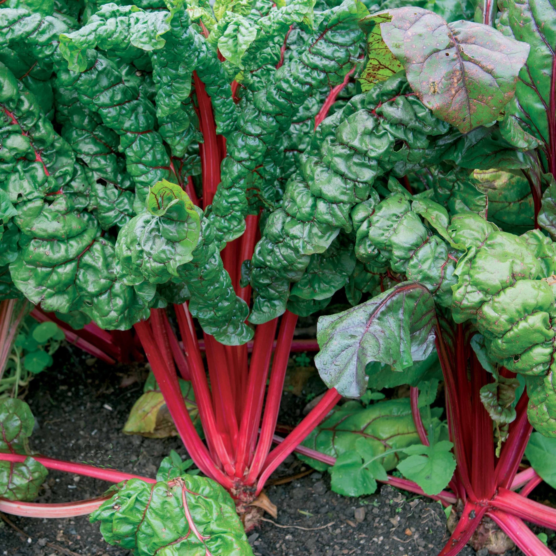 Rhabarber Mangold Rhubarb Chard - Beta vulgaris cicla - Gemüsegarten