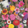 Spezielle Blumenmischung Schnittblumen - Mélange fleuri spécial fleurs à couper - Gemüsegarten