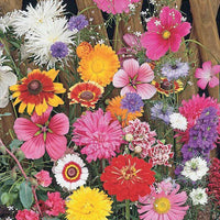 Spezielle Blumenmischung Schnittblumen - Mélange fleuri spécial fleurs à couper - Gemüsegarten