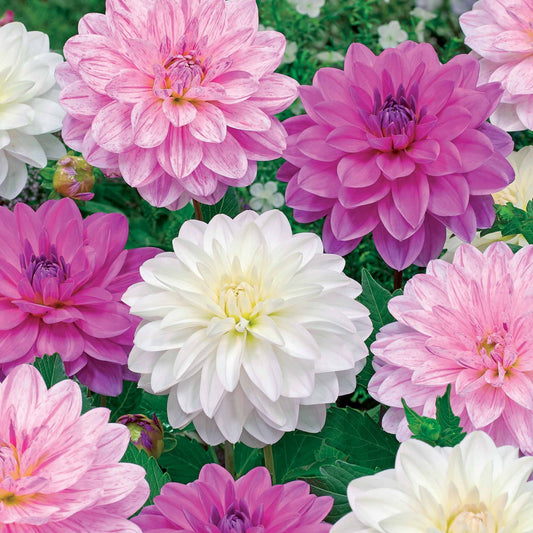 Bonesta Dahlien Mischung (weiß, rosa, gestreift) (x6) - Dahlias bonesta - Blumenzwiebeln Sommerblüher
