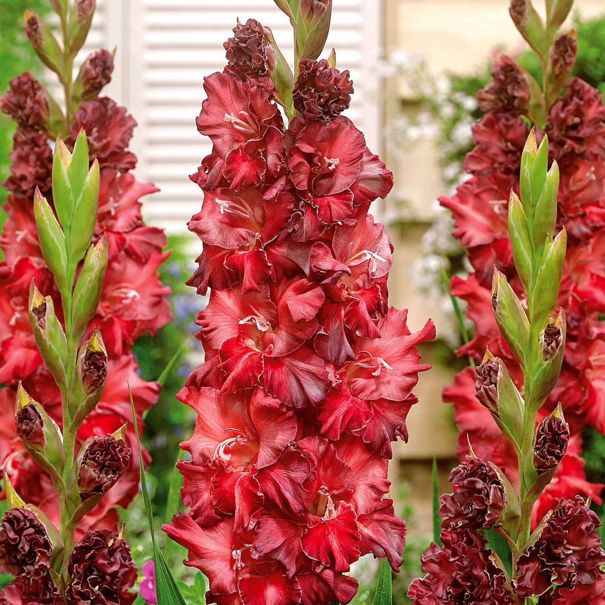 Gladiole-Zwiebeln - Sammlung von Papageiengladiolen (x30) - Gladiolus 'kirov','saratov','katherina'