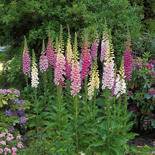 Fingerhut Mischung (x3) - Digitalis purpurea - Sträucher und Stauden