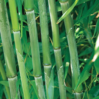 Bambus-Sammlung: grün, gelb, rot (x3) - Phyllostachys bissetii, aureosulcata Aureocaulis, Fargesia scabrida Asian Wonder - Bambus