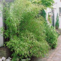 Bambus-Sammlung: grün, gelb, rot (x3) - Phyllostachys bissetii, aureosulcata Aureocaulis, Fargesia scabrida Asian Wonder - Pflanzensorten