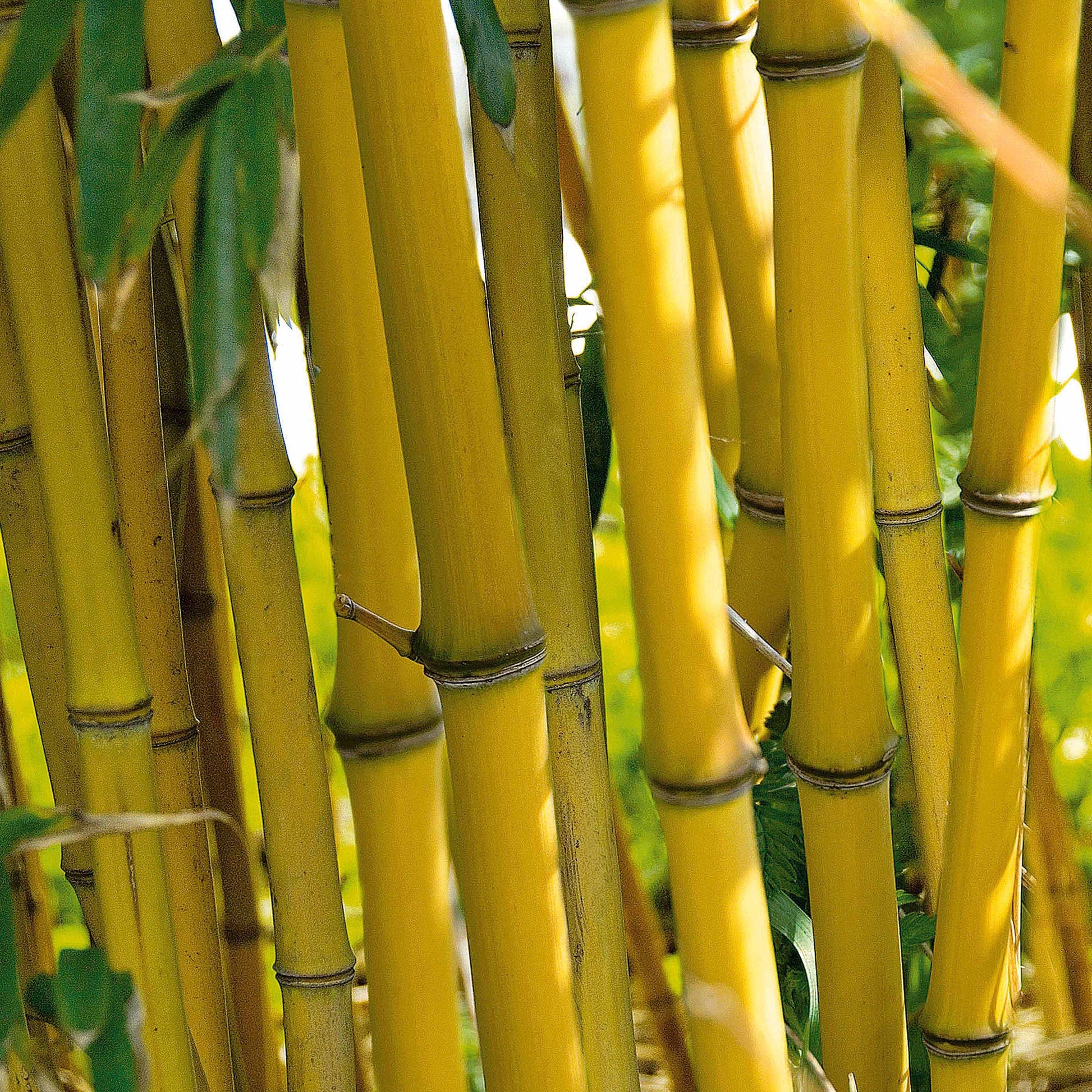 Bambus-Sammlung: grün, gelb, rot (x3) - Phyllostachys bissetii, aureosulcata Aureocaulis, Fargesia scabrida Asian Wonder