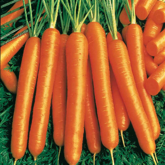 Karotten Mischung (Nantaise, Carentan, Colmar) - Collection de carottes: 40g Nantaise, 5gCarentan, 5 g Colmar - Gemüsegarten