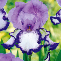 Sammlung von Garten-Iris: Lasso, Bordure, Sangreal. - Iris germanica  (2 lasso, 2 bordure, 2 sangreal) - Blühende Gartenstauden