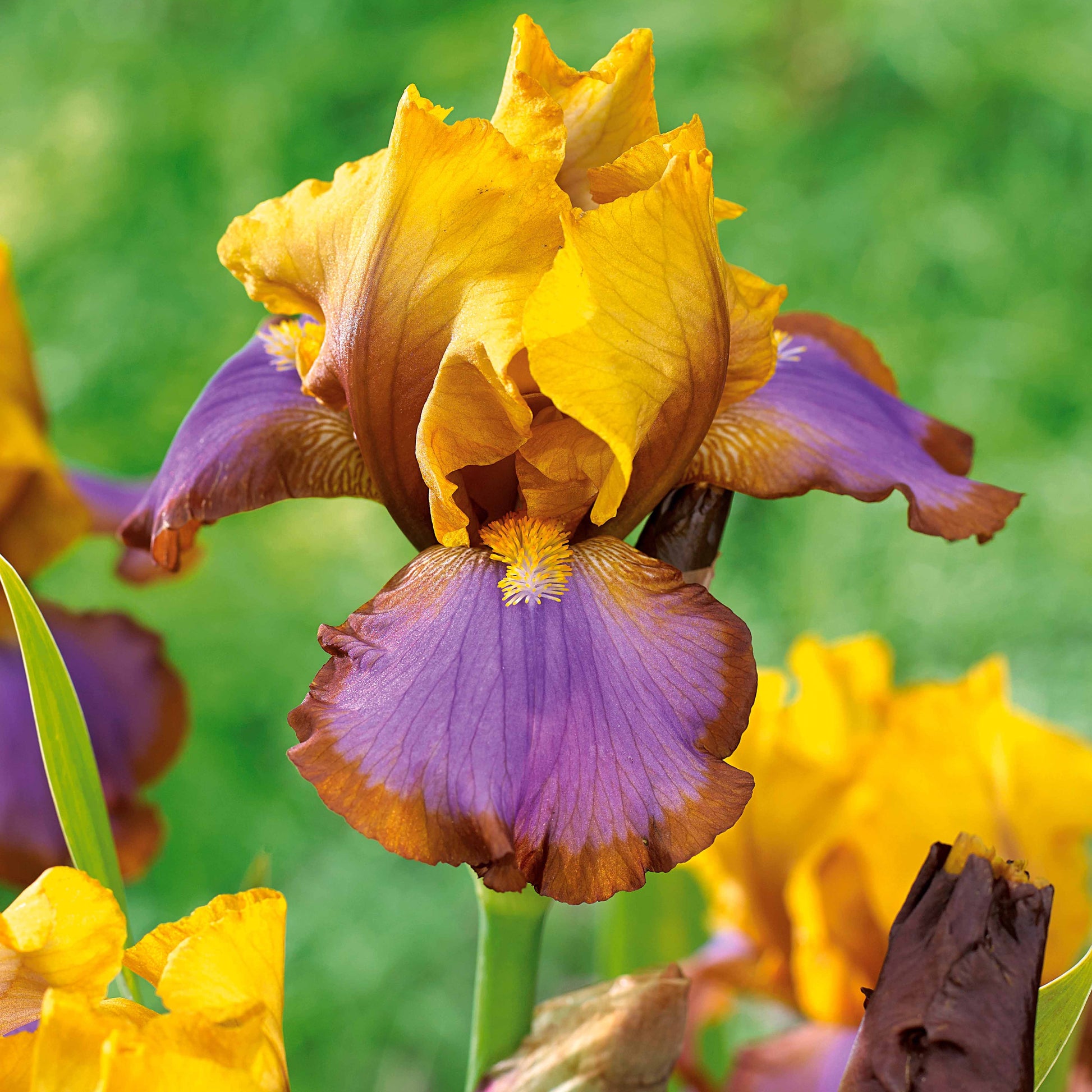 Sammlung von Garten-Iris: Lasso, Bordure, Sangreal. (x6) - Iris germanica  (2 lasso, 2 bordure, 2 sangreal) - Sträucher und Stauden