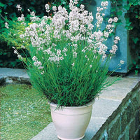 Sammlung von weißem und rosa Lavendel - Lavandula angustifolia alba, rosea - Lavendula