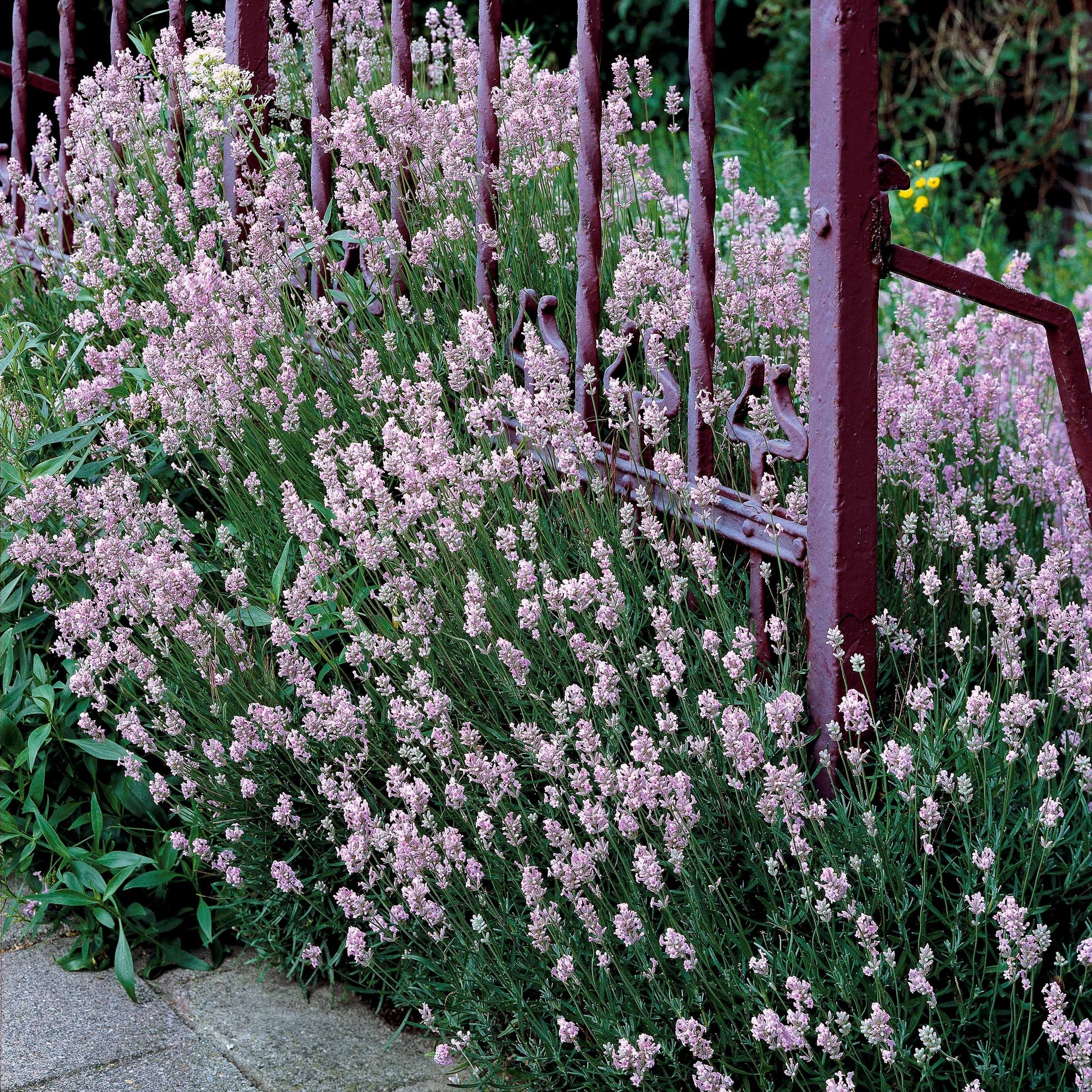 Sammlung von weißem und rosa Lavendel - Lavandula angustifolia alba, rosea - Pflanzensorten