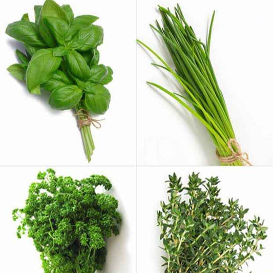 Sammlung von Aromapflanzen (x4) - Basilic, ciboulette, persil, thym - Gemüsegarten