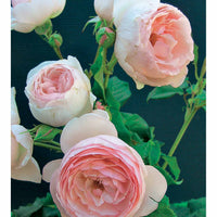 Kollektion Englische Rosen (Fish Ausgreen,Charlie,Her's Ausgreen) (x3) - Rosa(fish ausgreen,charlie ausgreen,her's ausgreen