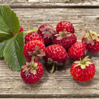 Sammlung von originellen Erdbeerpflanzen (x4) - Fragaria pineberry ® framberry ®