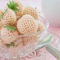 Sammlung von originellen Erdbeerpflanzen (x4) - Fragaria pineberry ® framberry ®
