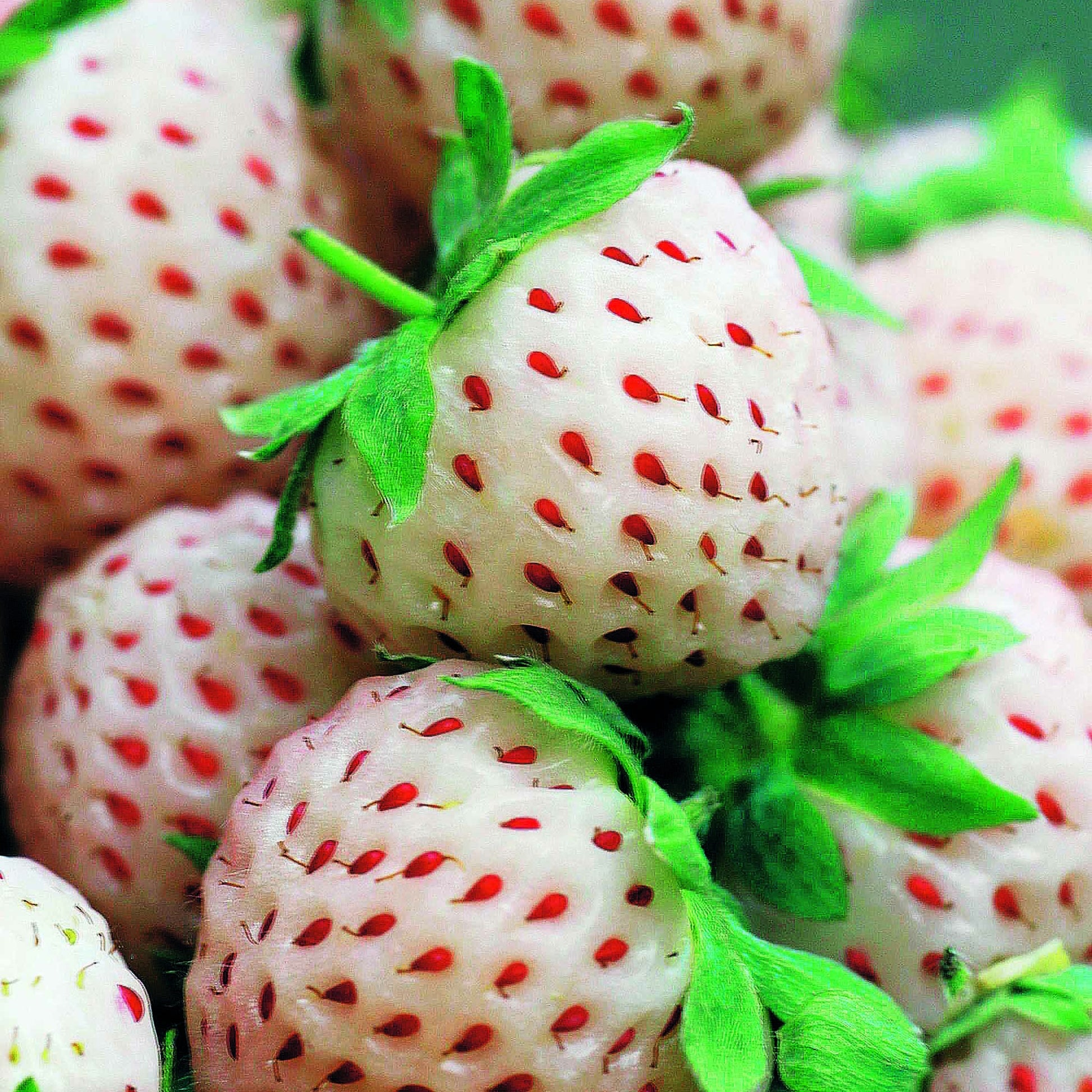 Sammlung von originellen Erdbeerpflanzen (x4) - Fragaria pineberry ® framberry ® - Kleine Obstbäume