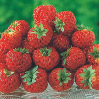 Sammlung von originellen Erdbeerpflanzen (x4)
