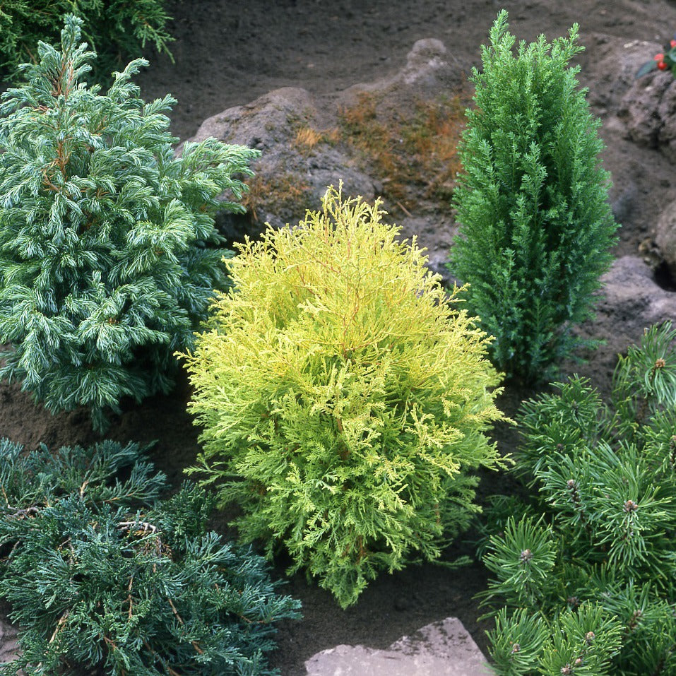 Immergrüne Nadelbaum Mischung (x5) - Chamaecyparis boulevard, ellwoodii, thuja, pinus m - Pflanzeneigenschaften