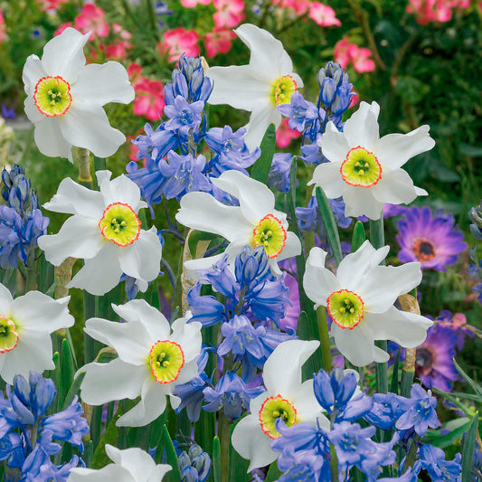 Zwiebeln-Mix für weiße & blaue Beete (x20) - Bakker