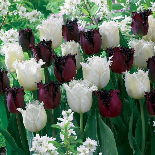 Gefranste Tulpen 'Northpole' & 'Labrador' (x10) - Tulipa north pole , labrador - Blumenzwiebeln