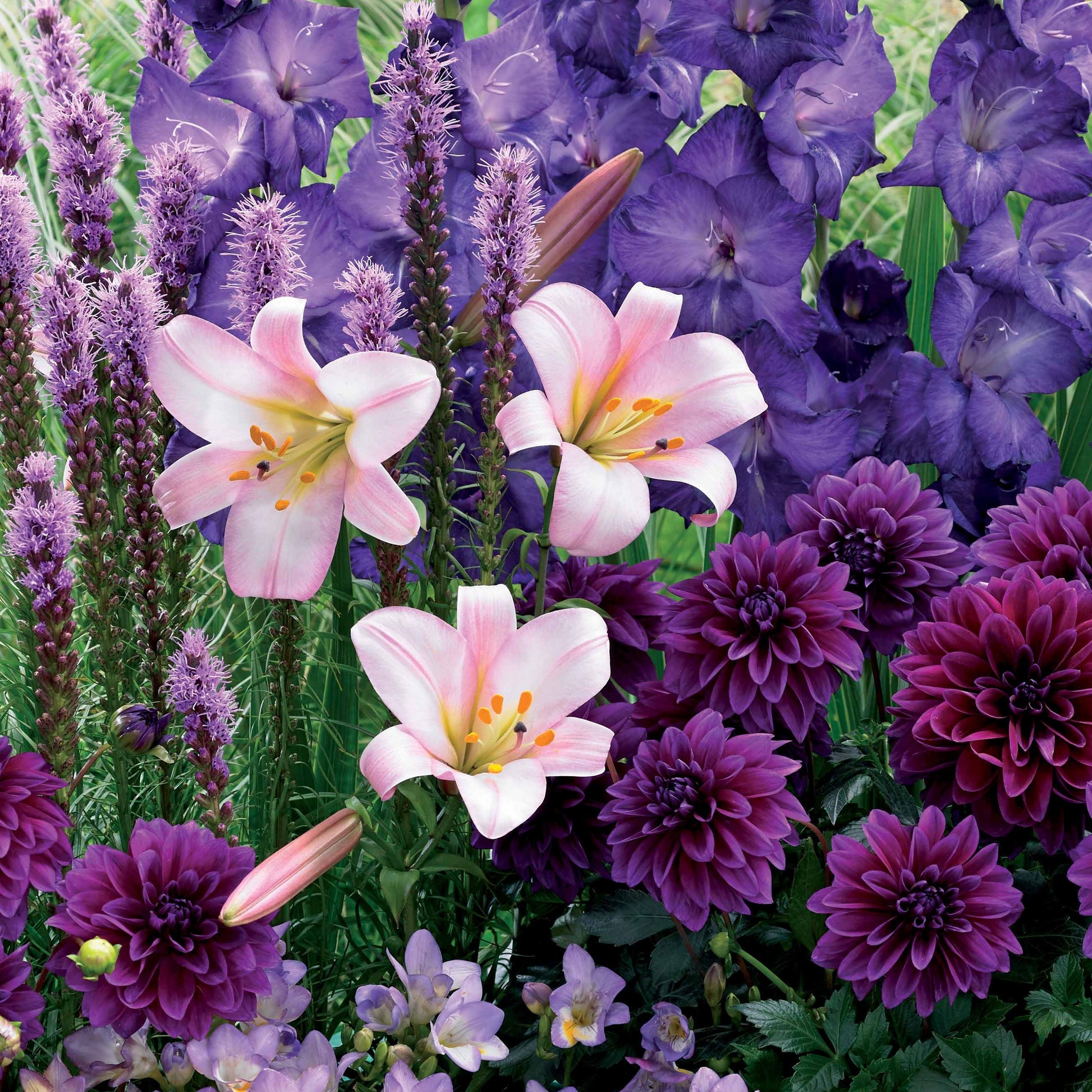 Sommerblumenzwiebel Mischung - Liatris, freesias,lis longiflorum,dahlia,gladiolus - Blumenzwiebeln Sommerblüher