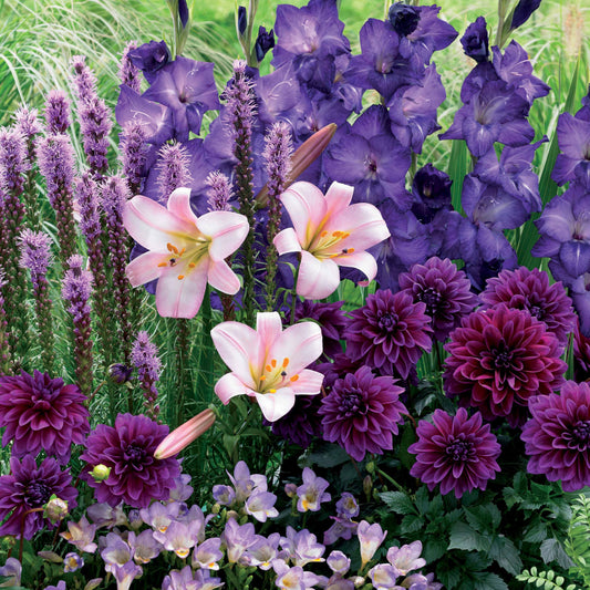 Sommerblumenzwiebel Mischung - Liatris, freesias,lis longiflorum,dahlia,gladiolus - Blumenzwiebeln