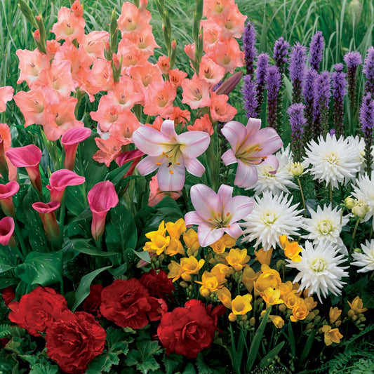 Sommerblumenzwiebel Mischung (x31) - Bakker