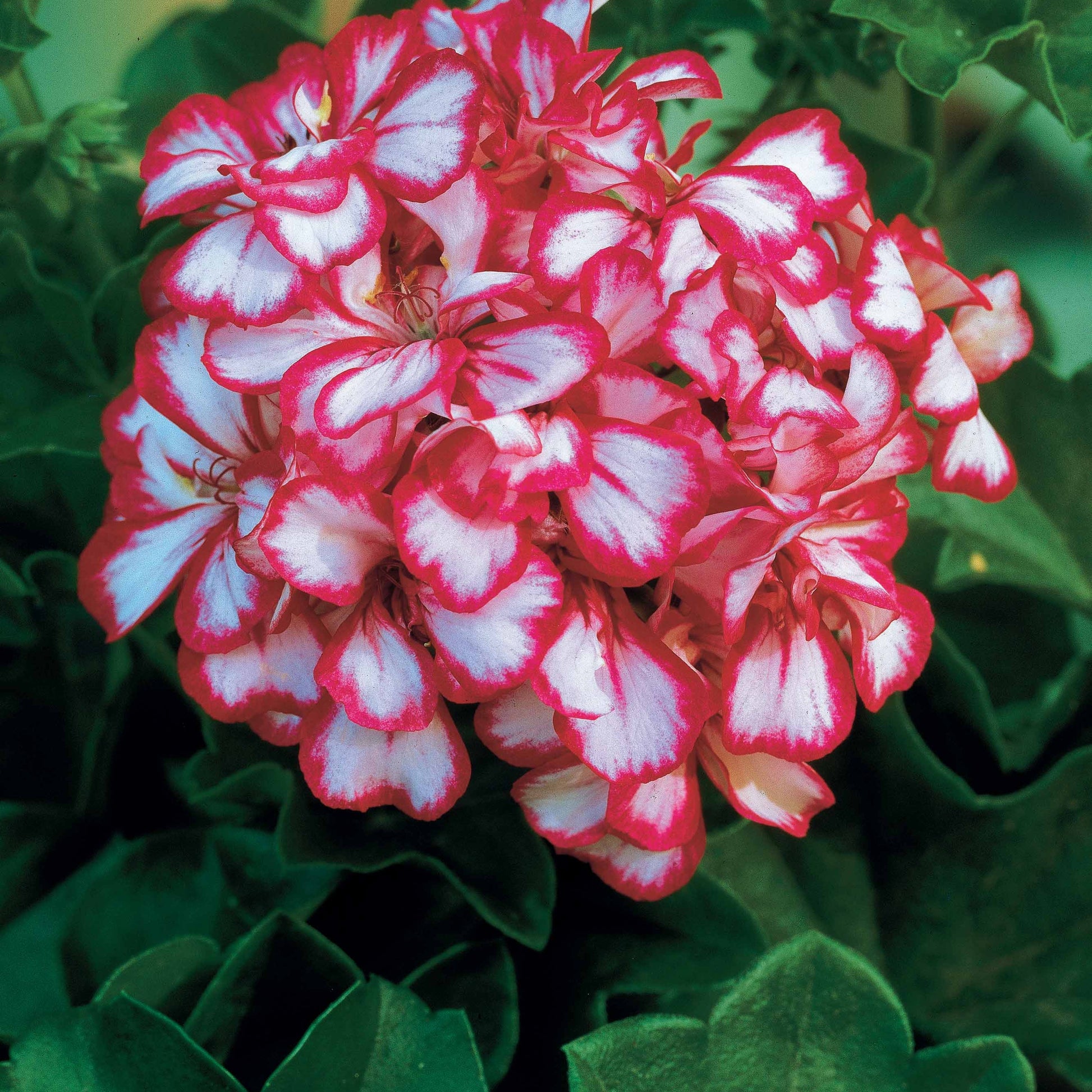 Geranien-Sammlung: rot und zweifarbig (x6) - Pelargonium peltatum nixe , rouge - Beetpflanzen