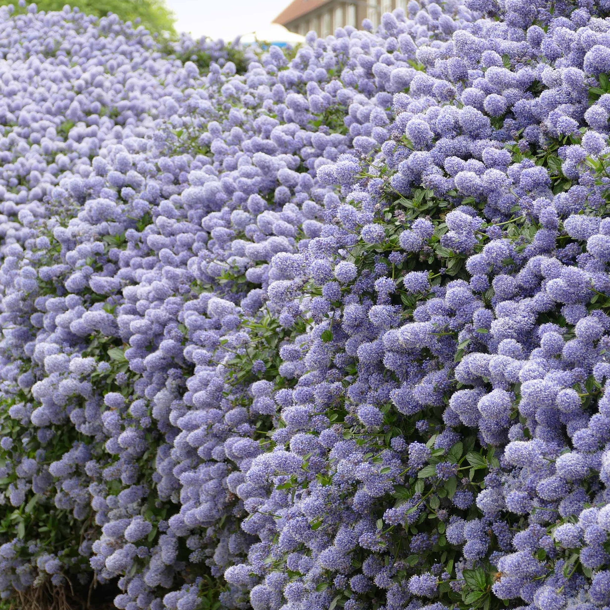 Mittelmeerzypresse, Säckelblume Victoria, Alb (x3) - Cupressus totem, ceanothus impressus victoria, alb