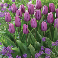 Triumph Tulpen Kollektion: 'Bellville' + 'Blue Beauty' (x20) - Tulipa triompe (bellville , blue beauty) - Blumenzwiebeln Frühlingsblüher