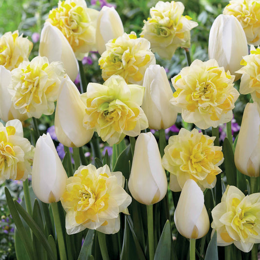 Tulpen 'Françoise' + Narzissen 'Sweet Pomponette' Kollektion (x20) - Tulipa françoise, narcissus sweet pomonette - Blumenzwiebeln