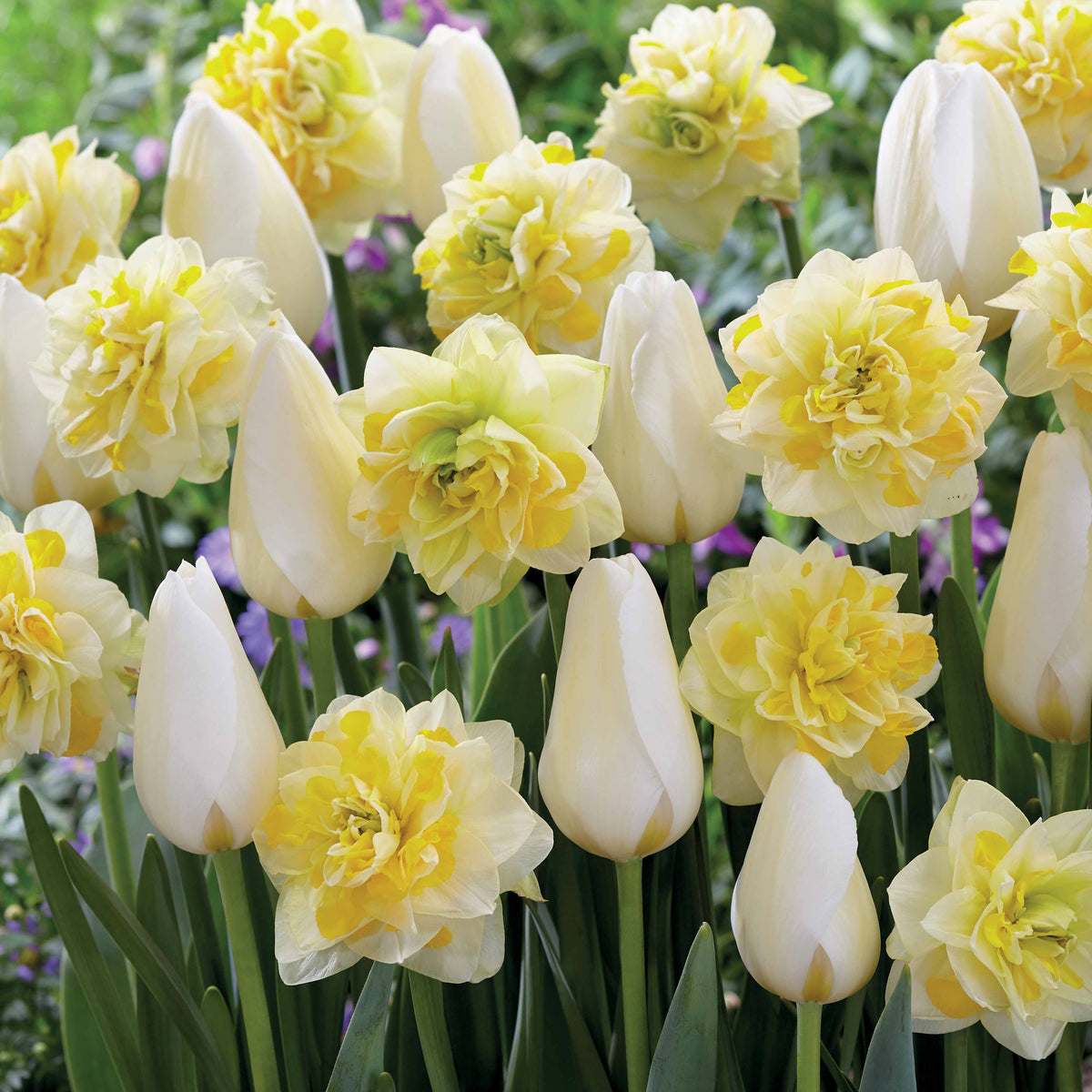 Tulpen 'Françoise' + Narzissen 'Sweet Pomponette' Kollektion (x20) - Bakker