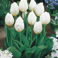 Kollektion langstielige Tulpen (x20) - Tulipa - Blumenzwiebeln Frühlingsblüher