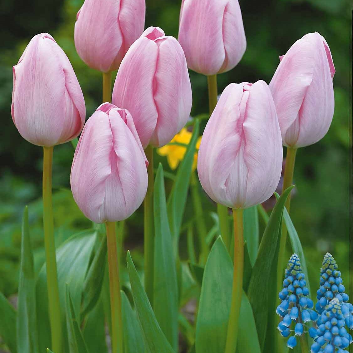 Kollektion langstielige Tulpen (x20) - Tulipa - Tulpen