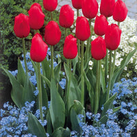 Kollektion langstielige Tulpen (x20) - Tulipa
