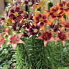 Mehrfarbige Lilien Mischung (x5) - Lilium - Blumenzwiebeln