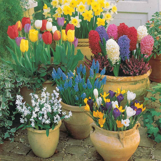 Blumenzwiebeln Mischung für Terasse & Garten (x75) - Tulipa, narcissus, hyacinthus, crocus, muscaris, p - Blumenzwiebeln