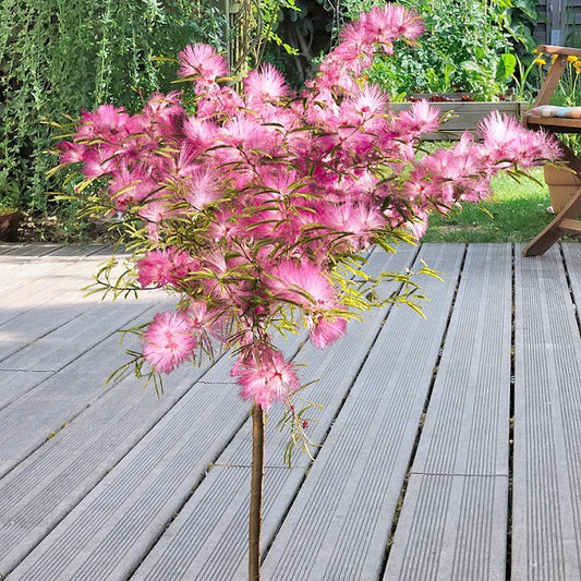 Surinamischer Puderquaste auf Stamm - Calliandra surinamensis pink powder puff - Terrasse balkon