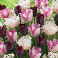 Langstielige Tulpen Mischung (Silk Road, Del Piero, Ronaldo) (x15) - Tulipa slik road, del piero, ronaldo - Blumenzwiebeln Frühlingsblüher