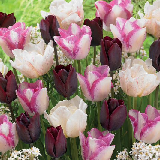 Langstielige Tulpen Mischung (Silk Road, Del Piero, Ronaldo) (x15) - Bakker