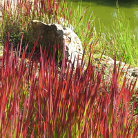 Sammlung von Stauden mit ausergewohnlichem Laub. (x7) - Carex  oshimensis Evergreen, Sedum Blue Pearl, Imperata cylindrica Red Baron, Gaura lindheimeri Whirling Butterflies