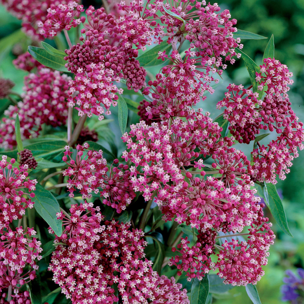 Bunte Stauden-Kollektion für den Garten (x12) - Alchemilla mollis, Leucanthemum superbum, Salvia nemorosa, Asclepia incarnata - Bakker