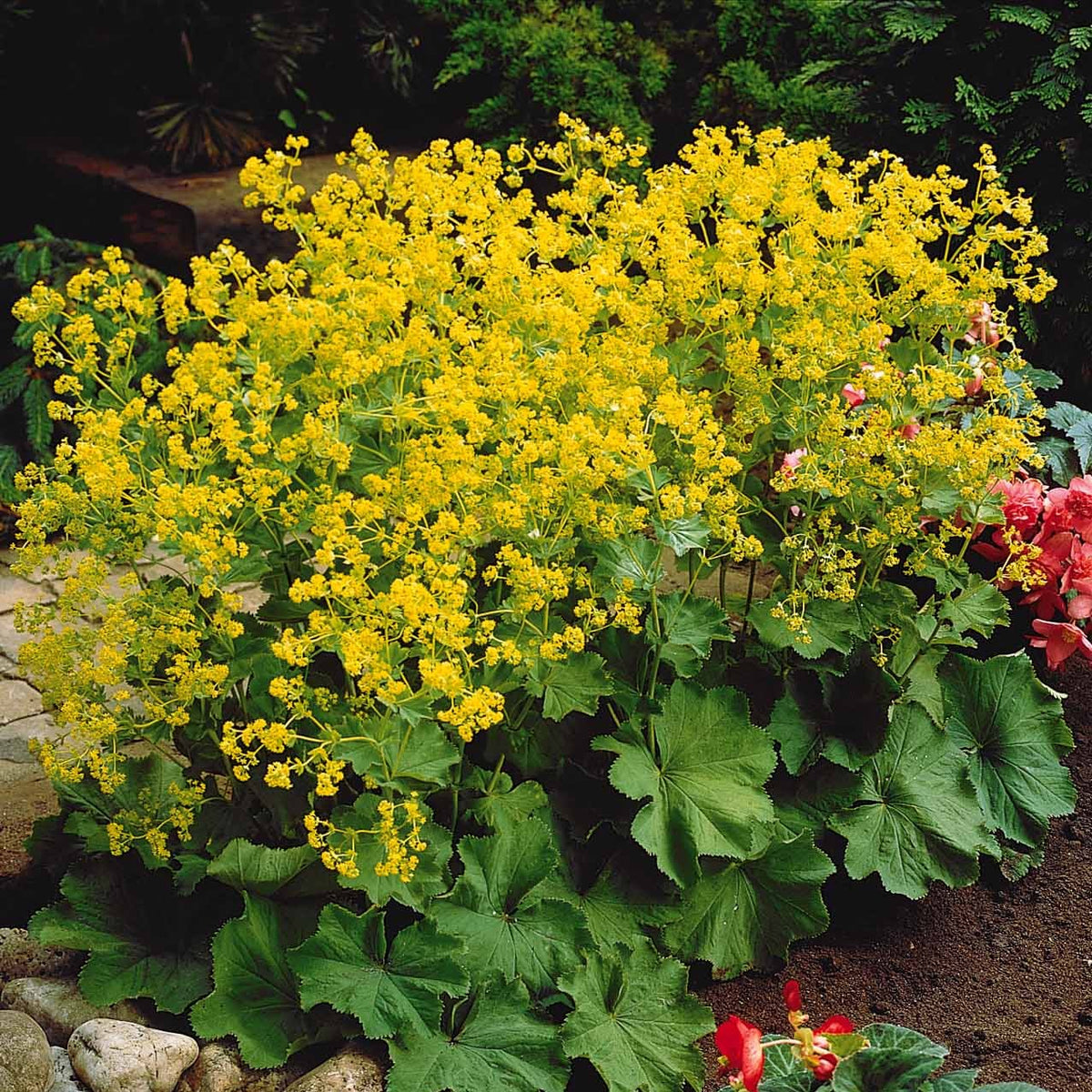 Alchemilla mollis, Leucanthemum superbum, Salvia nemorosa, Asclepia incarnata - Bunte Stauden-Kollektion für den Garten (x12) - Blühende Stauden