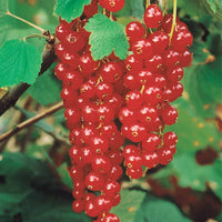 Sammlung von Obstbäumen mit roten Früchten (x9) - Rubus idaeus 'sumo 2', ribes rubrum 'rovada', frag