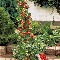 Sammlung von Obstbäumen mit roten Früchten (x9) - Rubus idaeus 'sumo 2', ribes rubrum 'rovada', frag - Erdbeeren