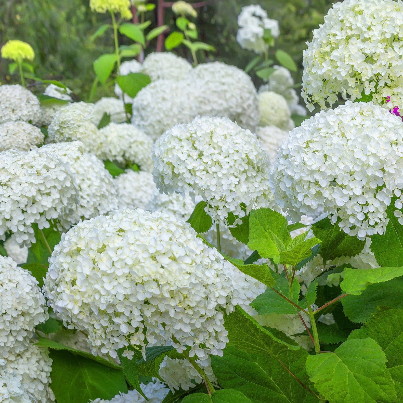 Hortensien-Kollektion für blühende Beete und Hecken. (x3) - Hydrangea macrophylla