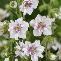 Sammlung mehrjähriger Geranien mit gefüllten Blüten (x6) - 2geranium caeruleum, 2 double jewel, 2 birch double - Blühende Gartenstauden