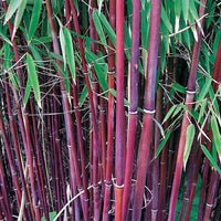 Sammlung von nicht wuchender Bambus (x2) - Fargesia robusta campbell, fargesia scabrida asian wonder - Gartenpflanzen
