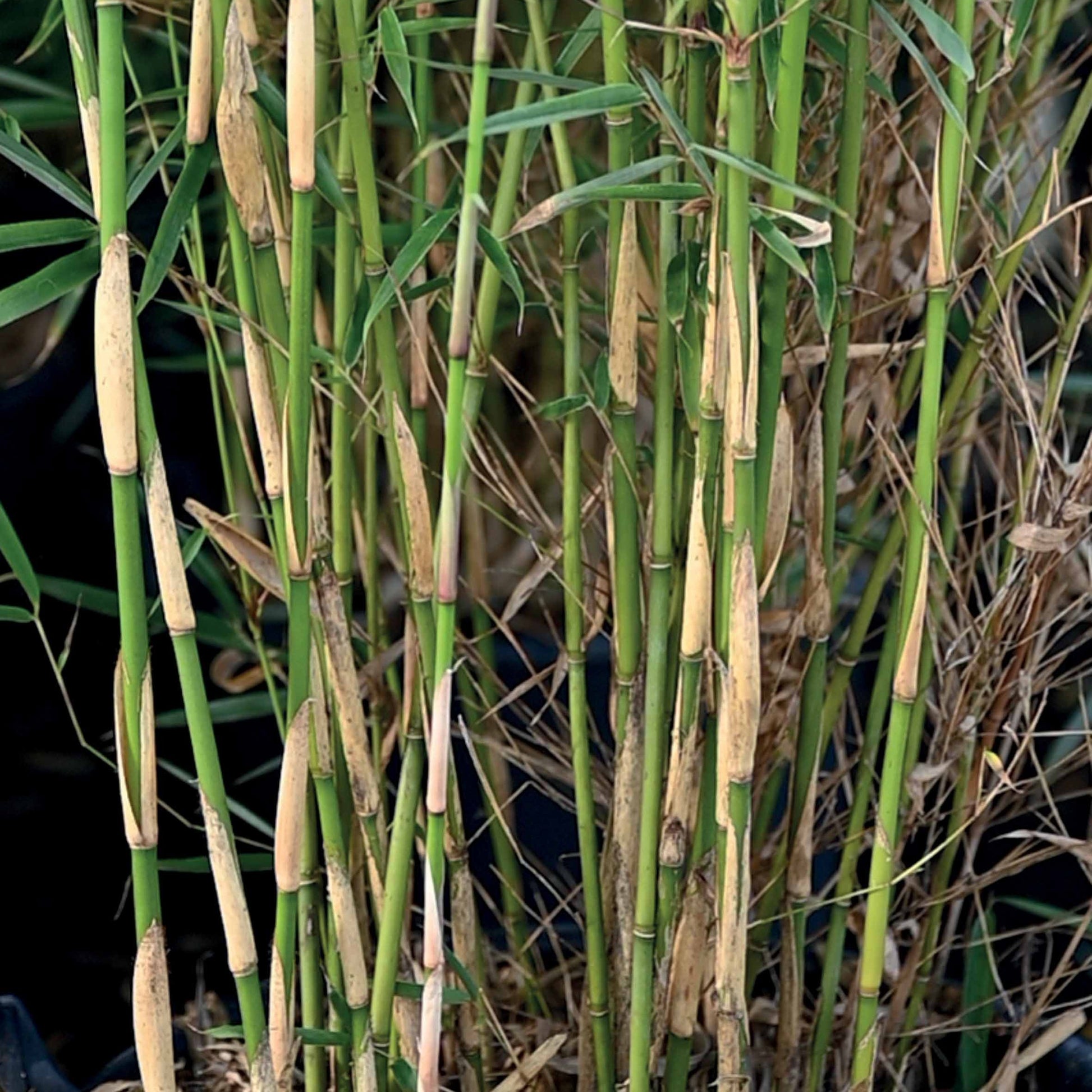 Sammlung von nicht wuchender Bambus (x2) - Fargesia robusta campbell, fargesia scabrida asian wonder - Pflanzensorten
