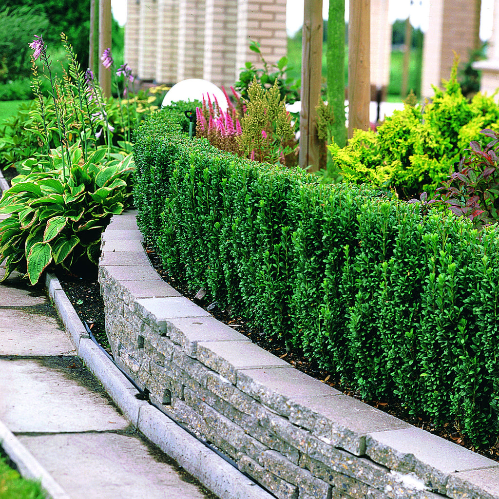 thuja smaragd kaufen in der nhe Thuja Smaragd kaufen