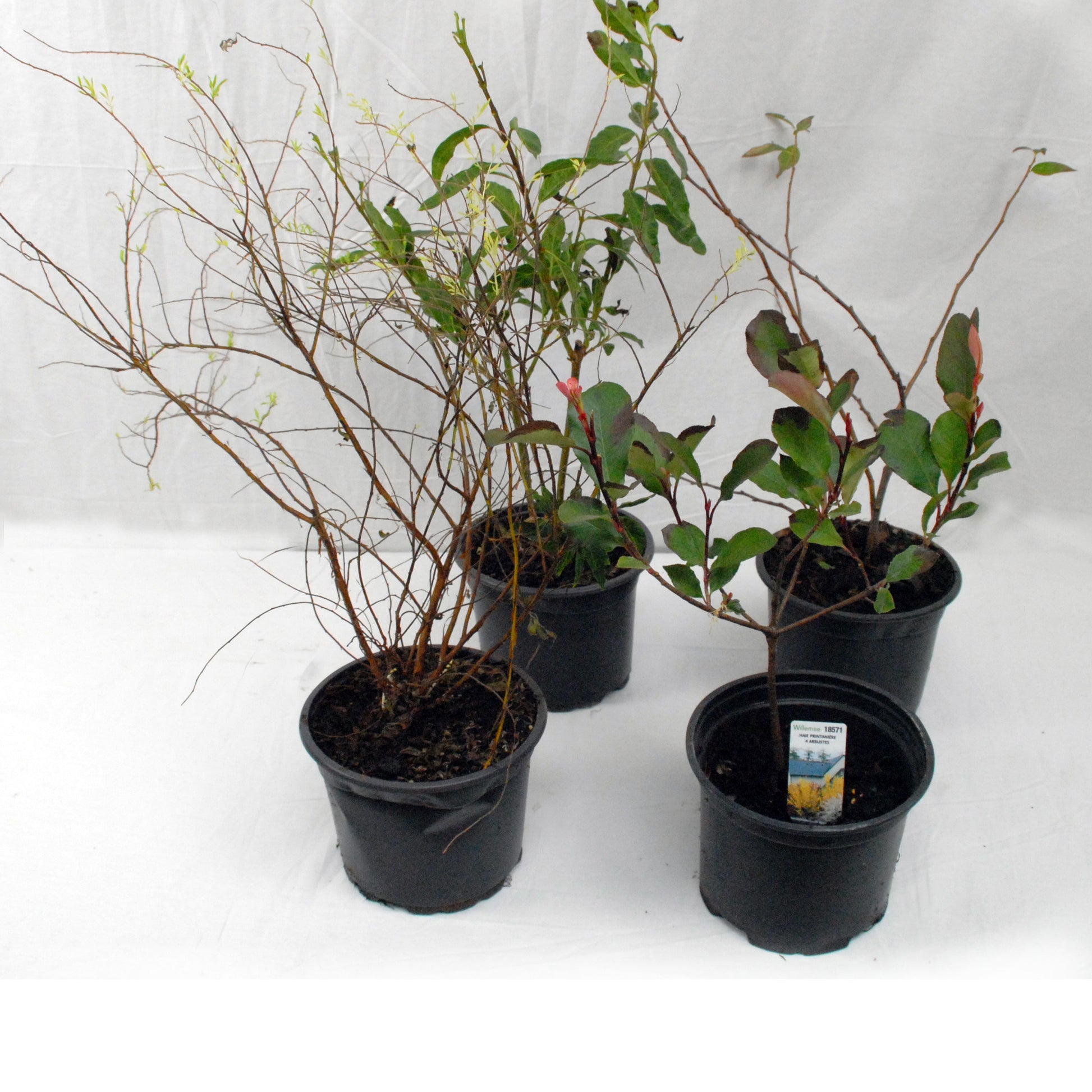Sammlung Frühlingshecke (x 4) - Photinia, Forsythia, Spireae Grefsheim , Chaneomeles - Gartenpflanzen